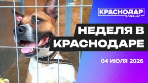 Неделя в Краснодаре. Ситуация с топливом, работа муниципального приюта, отпуск в Краевом центре