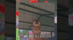 1000063523.mp4 (Собака слушает об установке котла, коаксикального дымохода, вытяжки в доме А-фрейм)