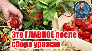 🍓 Летняя чистка клубники: выжигаем все болезни и вредителей! 🔥 Генеральная уборка после урожая.