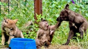 Финик стал ПОВЕЛИТЕЛЕМ ВОЛКОВ, он ОТБИРАЕТ ИХ ЕДУ и просто ТАСКАЕТ ИХ ЗА УШИ😂