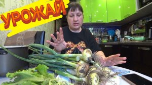 ВЛОГ // ПОСЛЕ ДАЧИ НАДО ОТДЫХАТЬ😅 МОЙ УРОЖАЙ/ЗАКАЗ OZON/ КУПИЛИ ЯГОДУ/ЖАРА В НОВОКУЗНЕЦКЕ