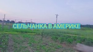ПРЕКРАСНАЯ ЖИЗНЬ В АМЕРИКЕ
