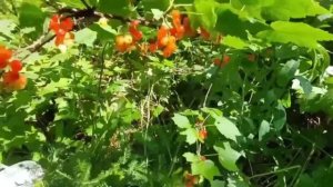 Как мы ходили за красной смородиной. Тайга.Водораздел