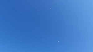06.07.26 г. Андижанская порода голубей (2)