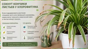 Почему сохнут кончики листьев хлорофитума? 7 главных причин и что делать