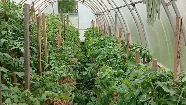 Вечный спор обрывать листья у томатов или нет