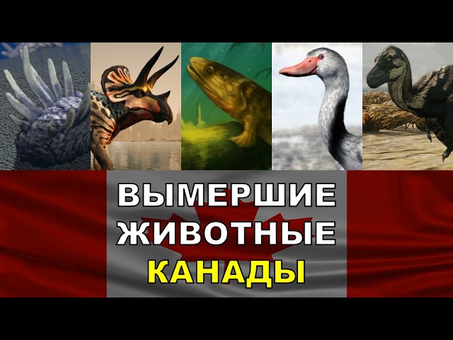 5 Вымерших Животных Канады | Вымершие Животные Разных Стран смотреть онлайн