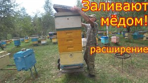 ДВУХМАТОЧНЫЕ! ЗАЛИВАЮТ МЁДОМ!!! Срочное расширение!
