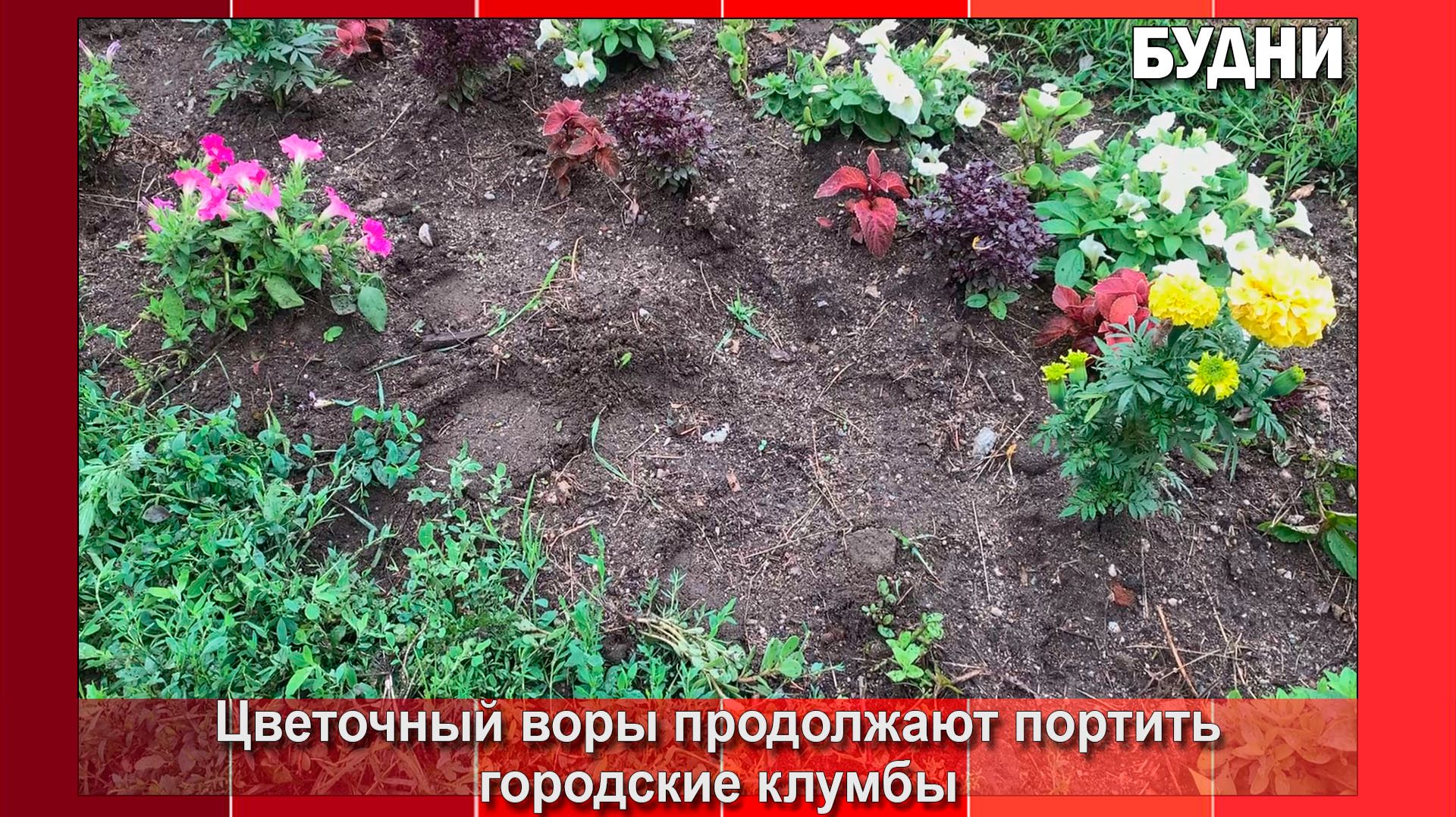Цветочные воры за выходные похитили порядка 200 корней цветов