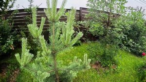 Сосна-блондинка, сосна-рыженькая и сосна-кореянка выстроились на полянке