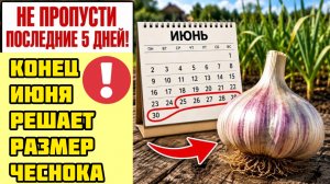 Срочно сделайте это с чесноком до ИЮЛЯ - иначе головки будут мелкими