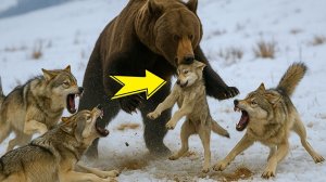 МЕДВЕДЬ ШАТУН СХВАТИЛ ВОЛЧОНКА… НО СТАЯ ПОСТУПИЛА ТАК, ЧТО ШОКИРОВАЛО ВСЕХ