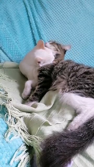 😻 Котята. Настойчивый уход