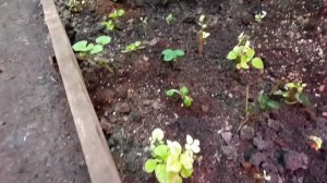 подземная теплица своими руками