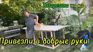 ❤️Наше птичье подворье /Освобождаем грядки/ Так и живём