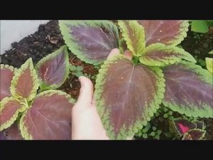 Сад 6 июля 2026г. /вкусный десерт / тепличные будни/ красивый собакен