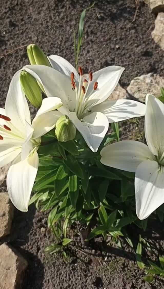 Мои цветы.