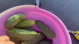 Урожайчик🥒🥒💪