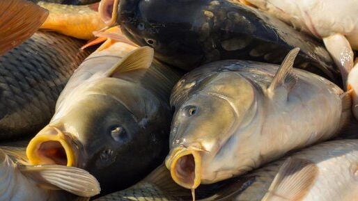 В Погоне за Трофейным карпом.Рыбалка с Корабликом Carp R 2026 смотреть онлайн