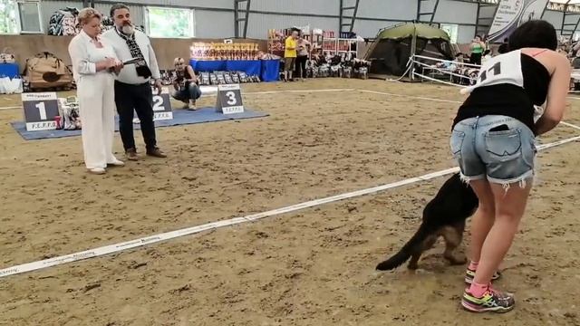 БЕБИ СУКИ / КЧК НОВОРОССИЙСК 12 июня`26 G.Stibel Моно немецких овчарок