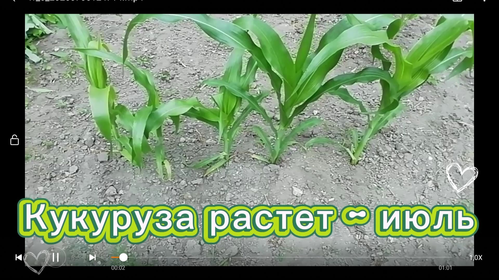 Кукуруза растет - июль, главное, вовремя посеять