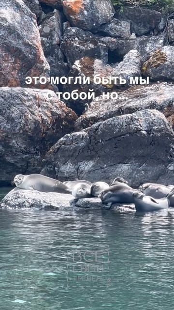 Нерпы на Байкале