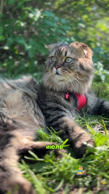 Котомудрость от Самуэля😸 #котики #юмор #жиза #животные