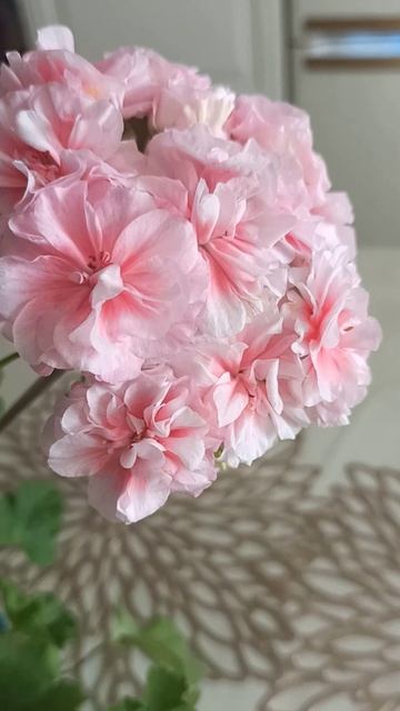 ЮВ Даная #пеларгонии #ювсорта #даная