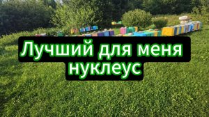 Какой нуклеус лучше???#пчелы #топ #рек