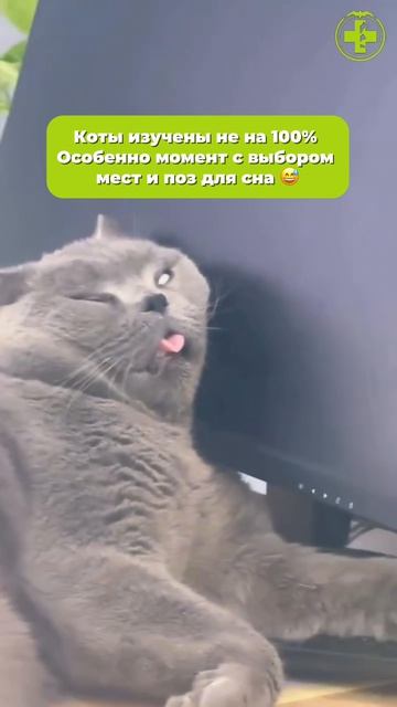 Смешные позы для сна у котов