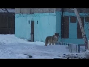 Авторам фейковых видео о бегающих в столице волках грозит от 2 до 5 лет
