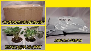 Распаковка посылки с новенькими сортами. Пересадки фиалок на ПМЖ.