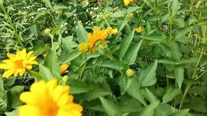 #какая красота лето как оно красиво