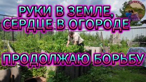 Не сдаёмся: ещё одна вылазка против сорняков