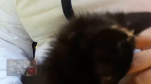 Мурчание котика. Черный котенок мяукает и мурлыкает
