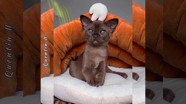 Соболиный бурманский котёнок Quentin Freya Way*RU смотреть онлайн