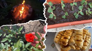 В небесной канцелярии без изменений🫣 Как я черенкую жимолость🌱