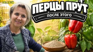 Как вырастить огромный урожай перца! Главные ошибки, подкормка и пасынкование.