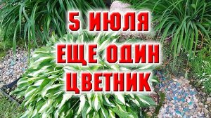 5 июля. Что растет на клумбе за домом
