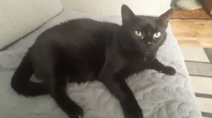 ХОРОШО БЫТЬ КОШКОЮ...