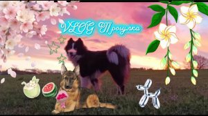 Влог на улице с моей  собакой!#PDB vlog
