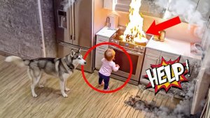 Собака защищает малыша – трогательные моменты! 🔥 | Неожиданный поворот. Видео с животными. Собаки