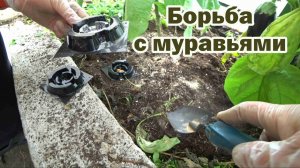 Изгоняем муравьев из теплицы