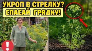 Укроп уходит в стрелку за две недели! Секрет, о котором молчат пакеты с семенами
