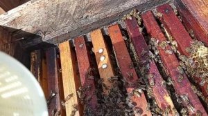 Тестирование семьи на заклещованость при применении эксперимента  без обработок.
