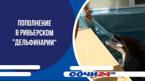 Пополнение в ривьерском «Дельфинарии»