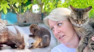 Жак и Ежак - теперь не скучно и есть кого послать😂 Мила забрала еду у Сакуры- это же макаки