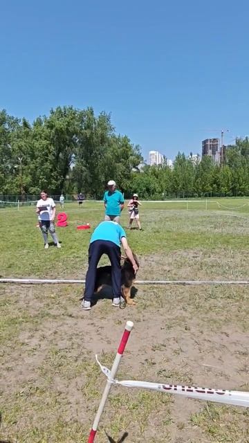 БЕБИ СУКИ / КЧК КРАСНОЯРСК 7 июня`26 В.Федоров Моно немецких овчарок