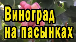 Виноград на пасынках