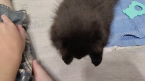 нас появилась собака 🐕